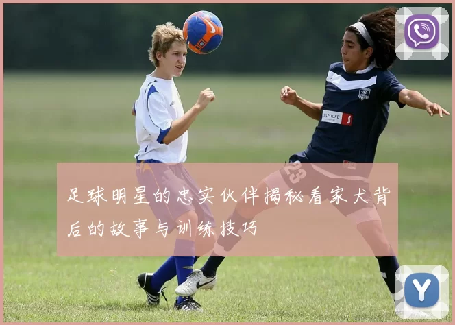 足球明星的忠实伙伴揭秘看家犬背后的故事与训练技巧
